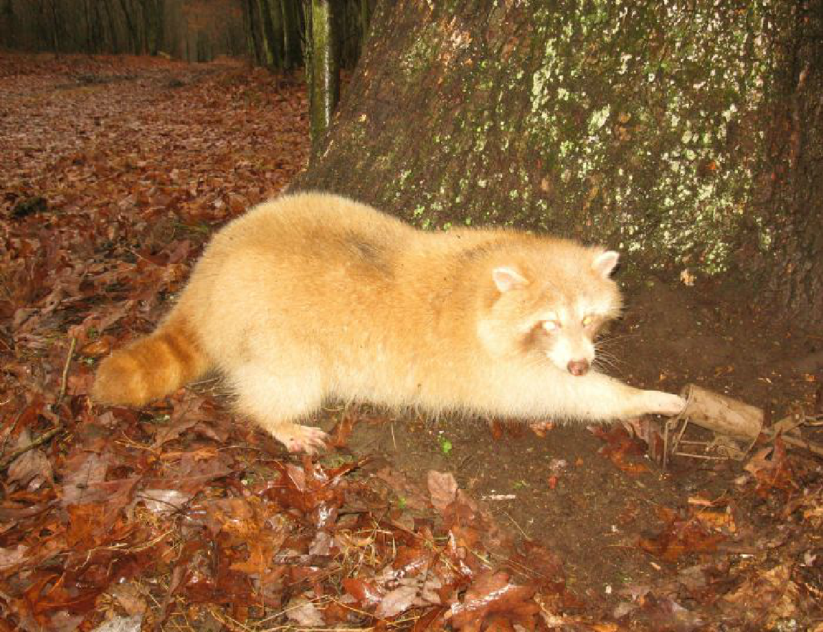 AFP Treat Hider - Tree-Hider Raccoon - Canipet.cz